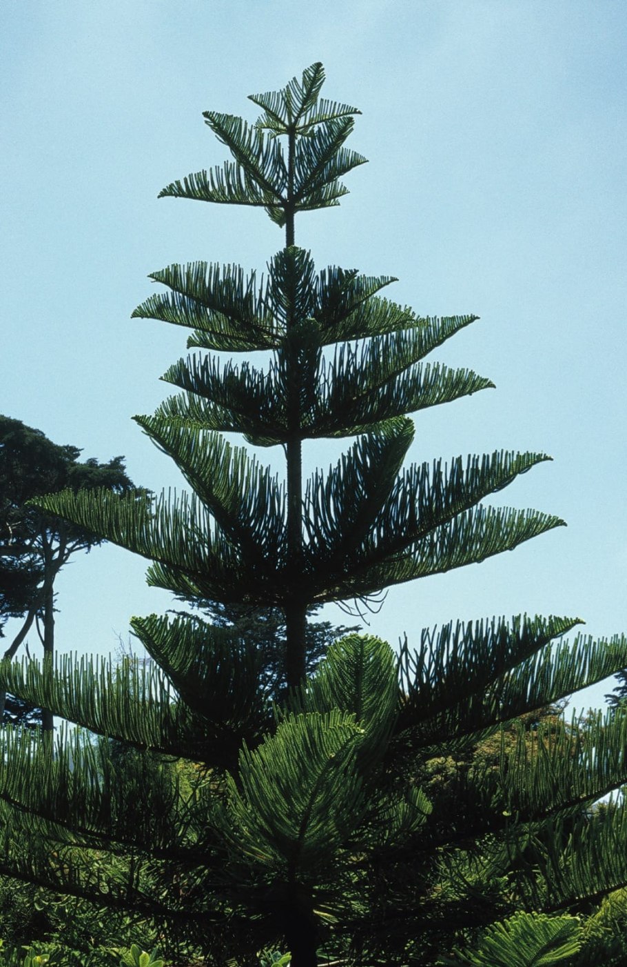 Валаамские лиственницы