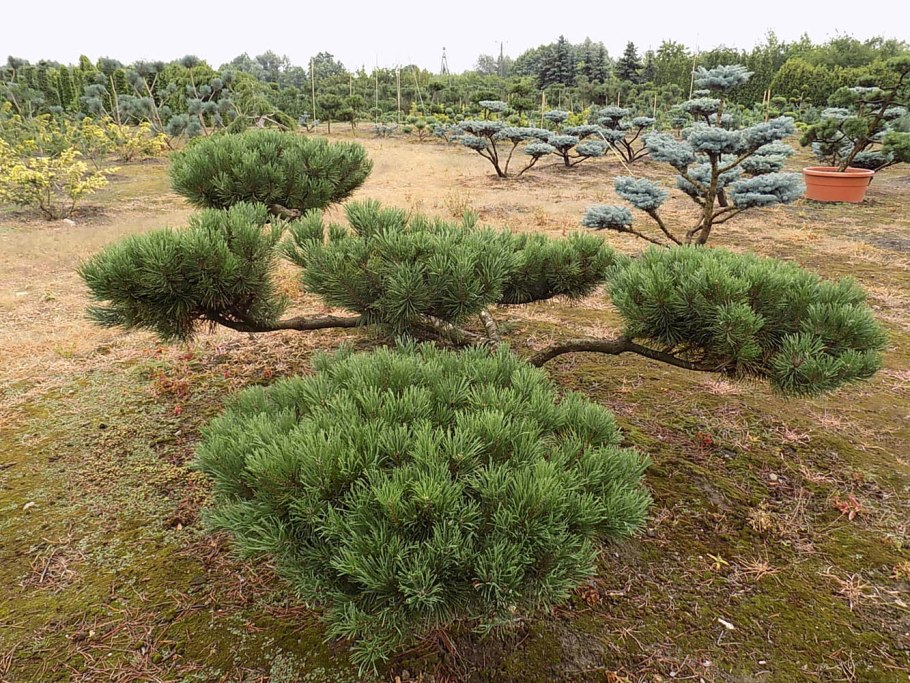 Существующая сосна