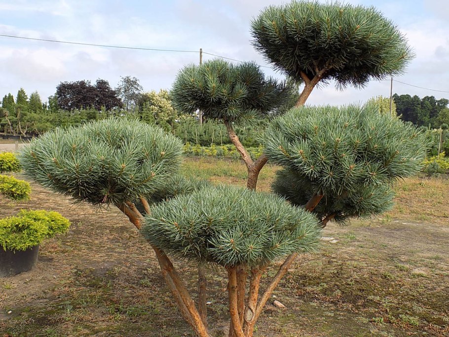 Сосна Монтесумы