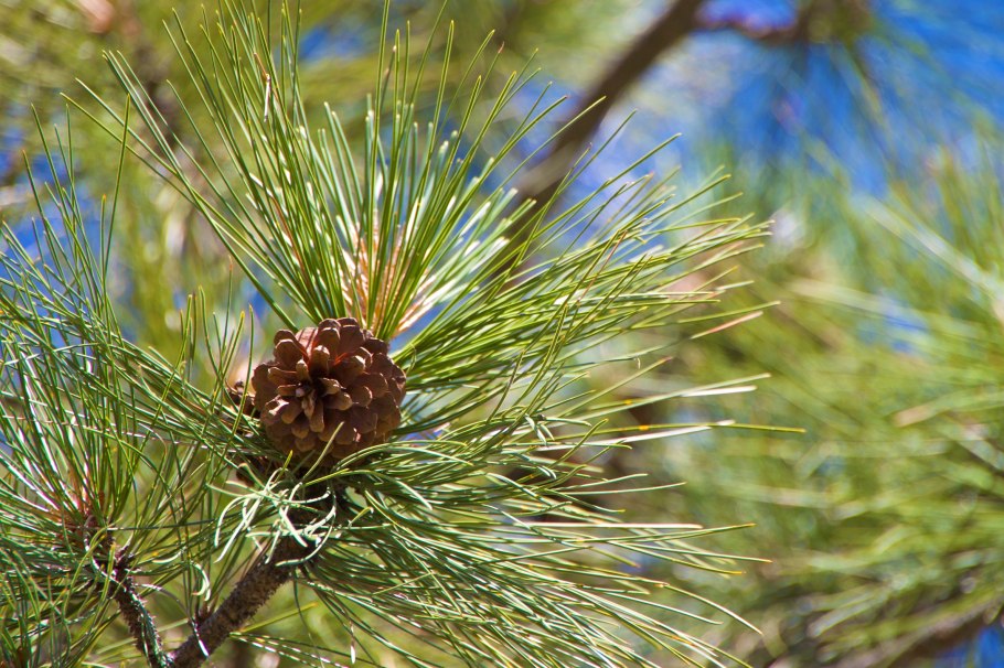 Pinus virginiana Driscoll
