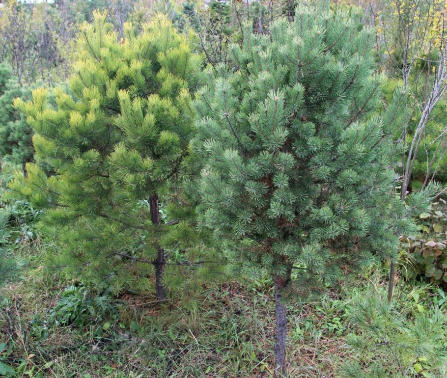 Сосна черная nigra