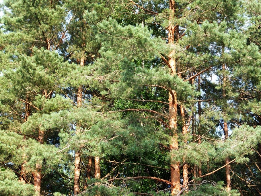 Кубинки сосны