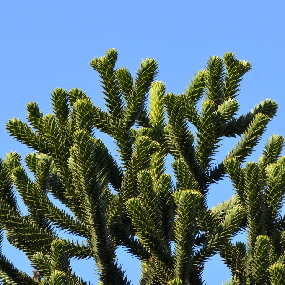 Араукария разнолистная