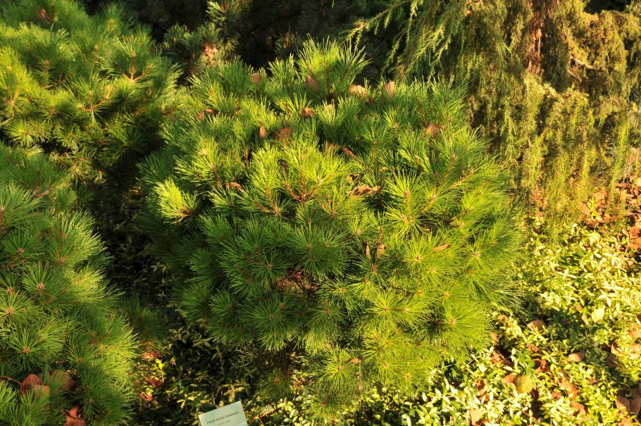 Сосна крючковатая v2 Lav