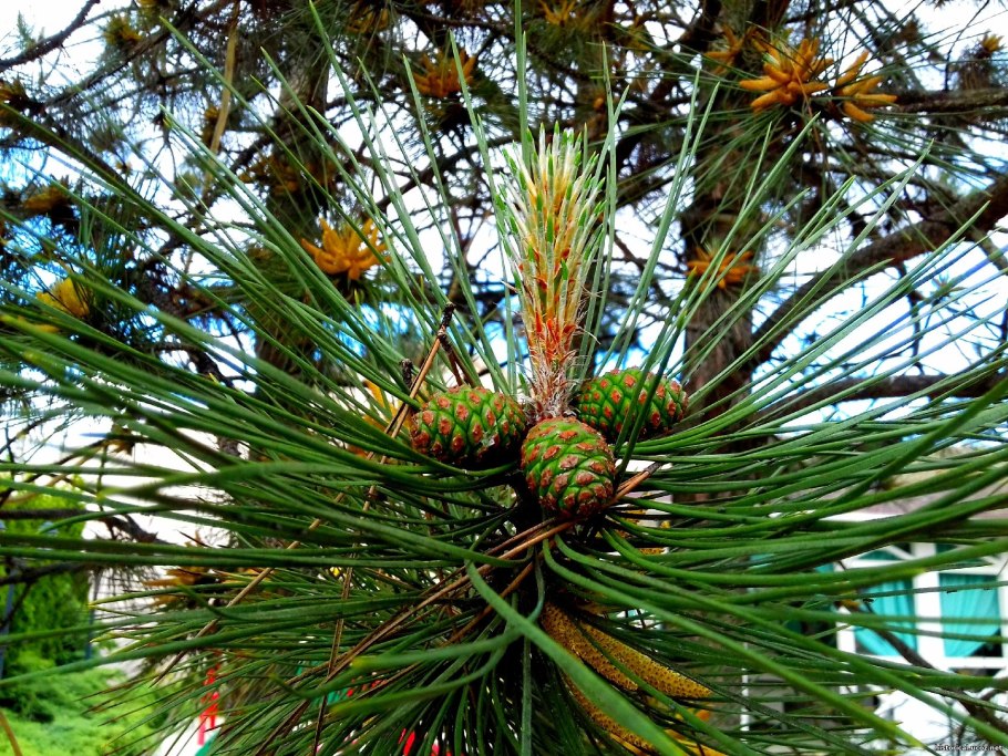 Араукария разнолистная