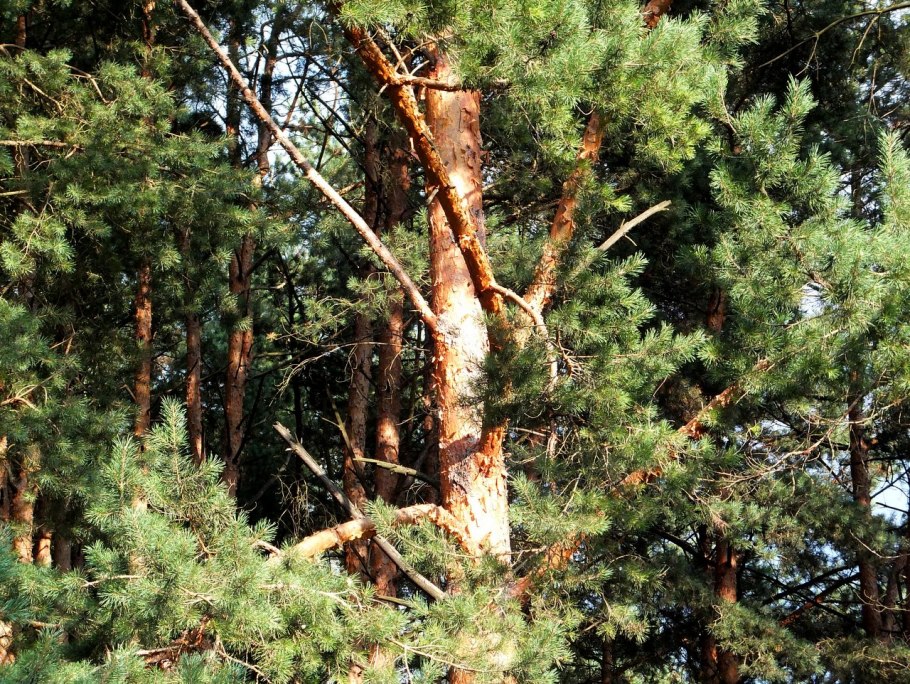 Янтарь на сосне