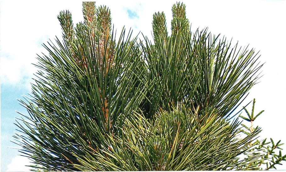 Сосны в Ульяновске