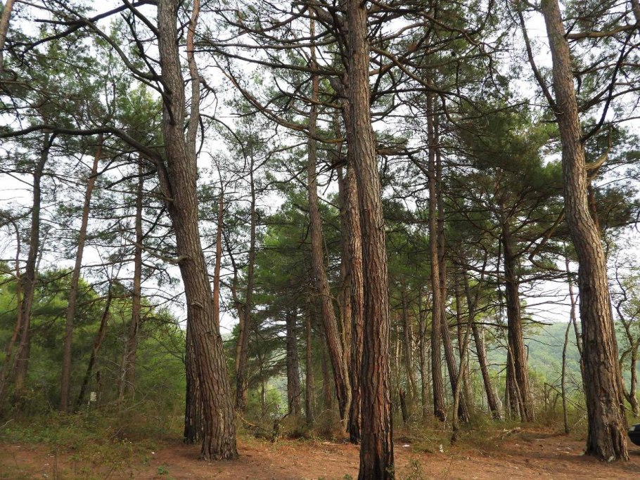 Сосна Сосновского