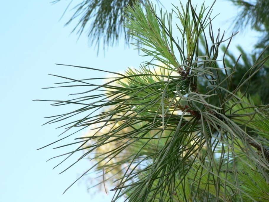 Pinus Sylvestris (сосна обыкновенная) 'Watereri'