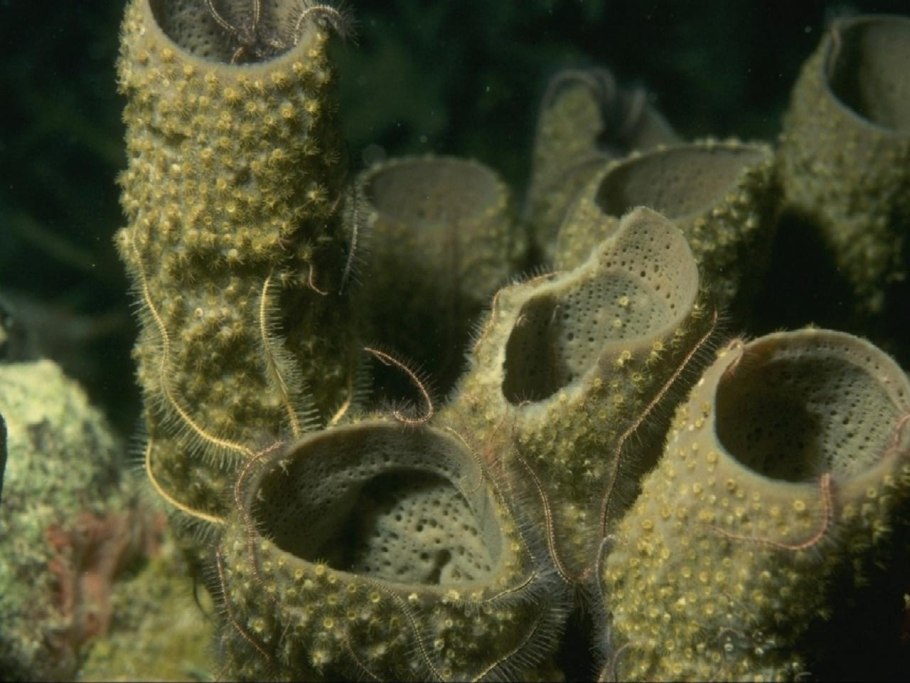 Дно Атлантического океана