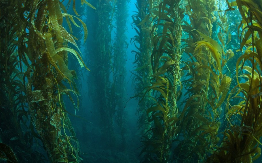 Подводный "лес"(Kelp Forest)
