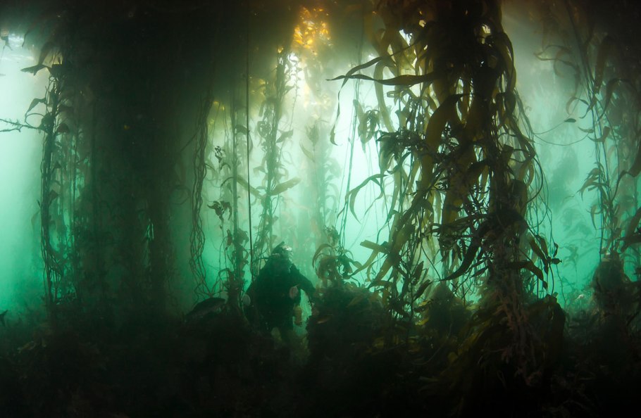 Подводный "лес"(Kelp Forest)