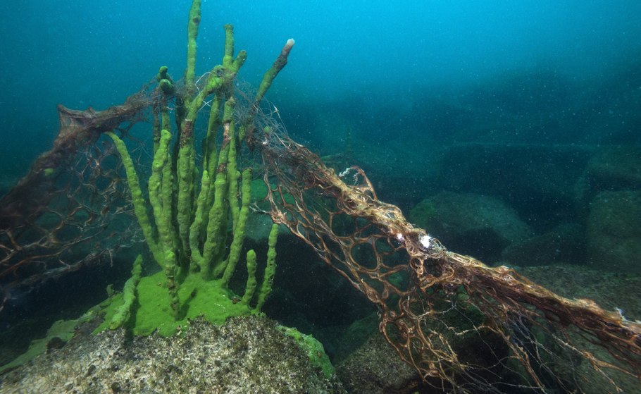 Келп водоросли
