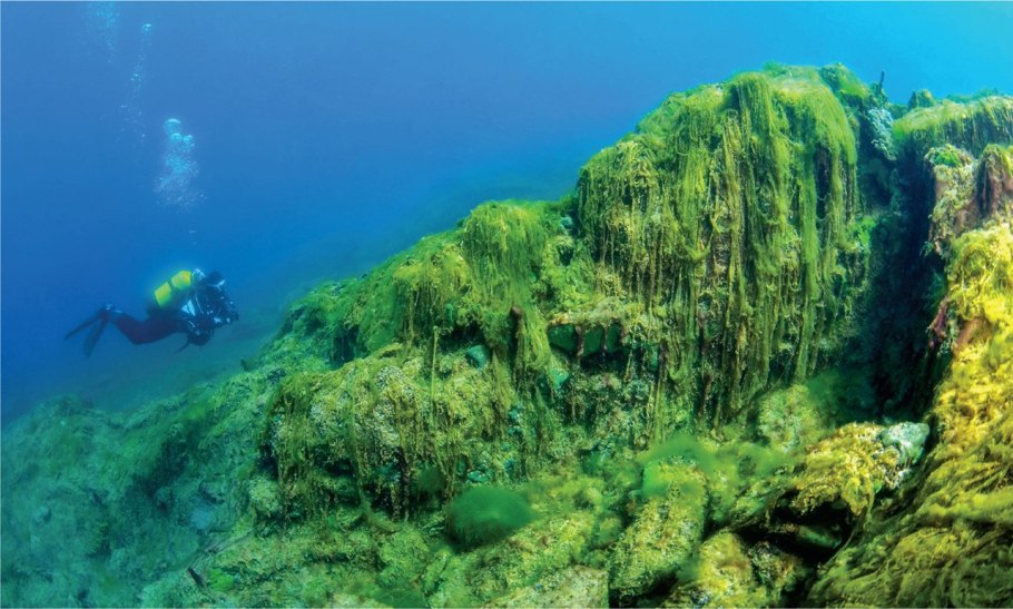 Посидония океаническая