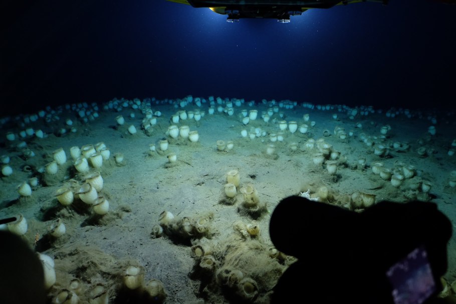 Spirulina водоросль