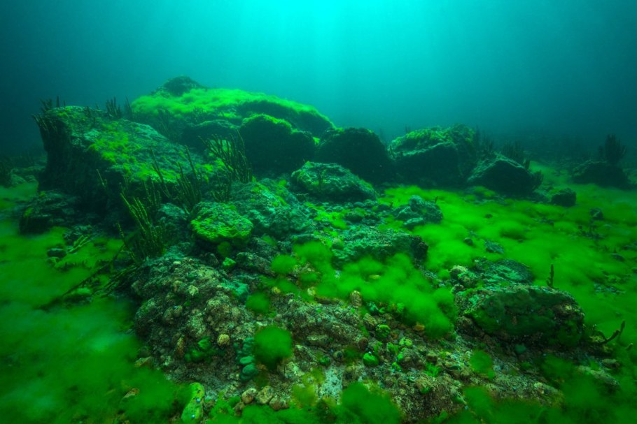 Багрянки водоросли