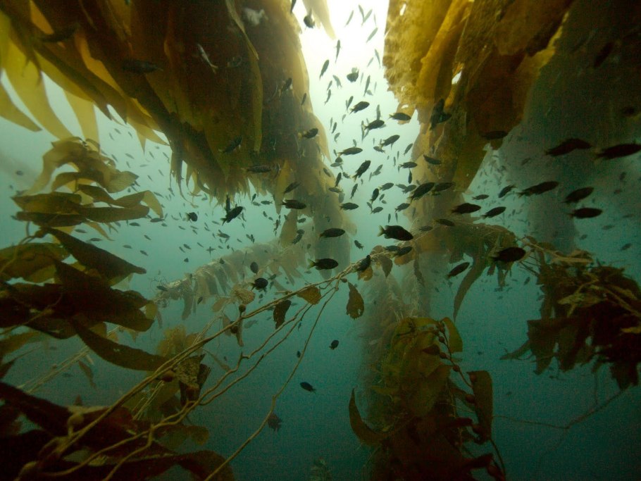 Подводный "лес"(Kelp Forest)