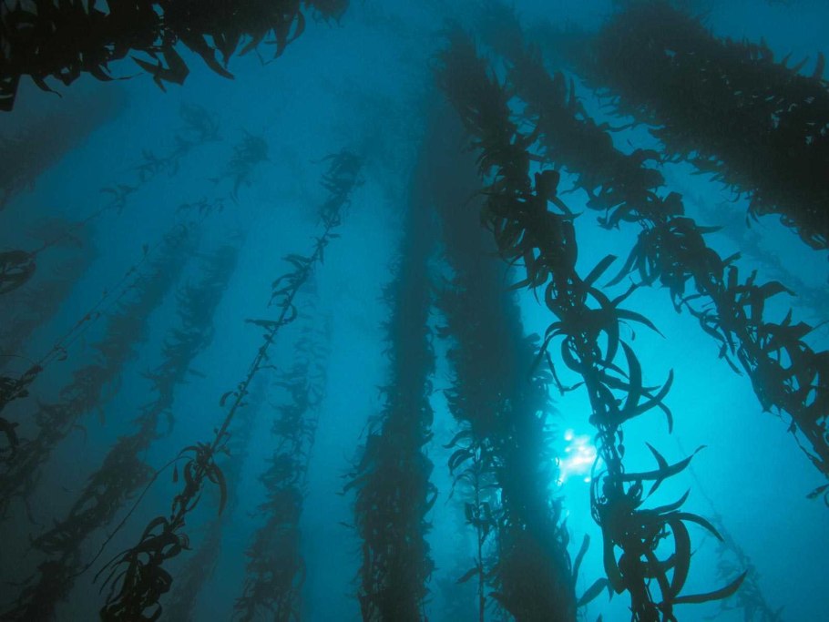 Пресноводные губки Байкала