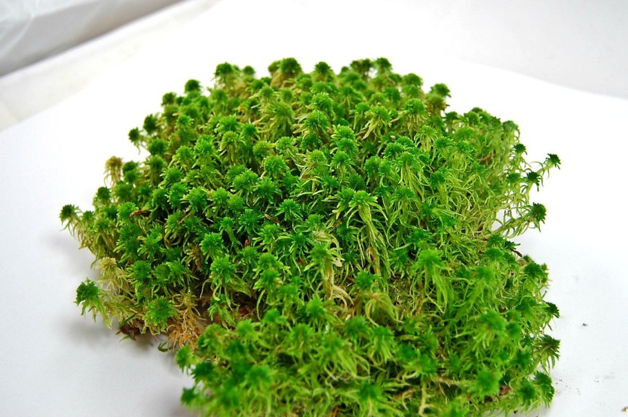 Флава пунктелия соредика мох