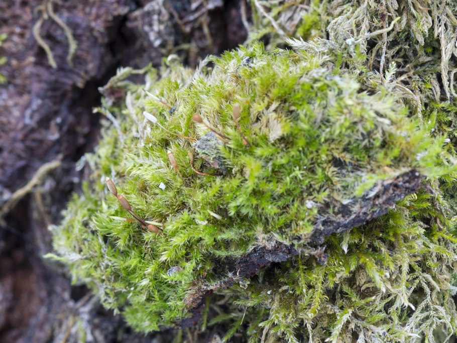 Торфяной мох сфагнум