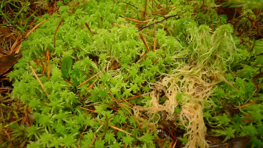 Торфяной мох сфагнум