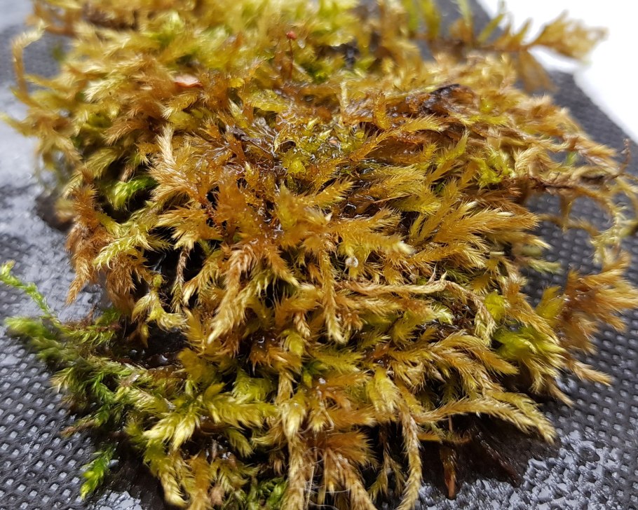 В какой эре были мхи