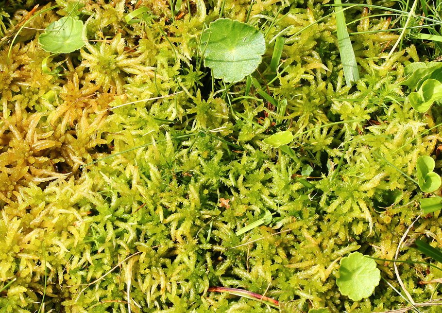 Сфагнум береговой