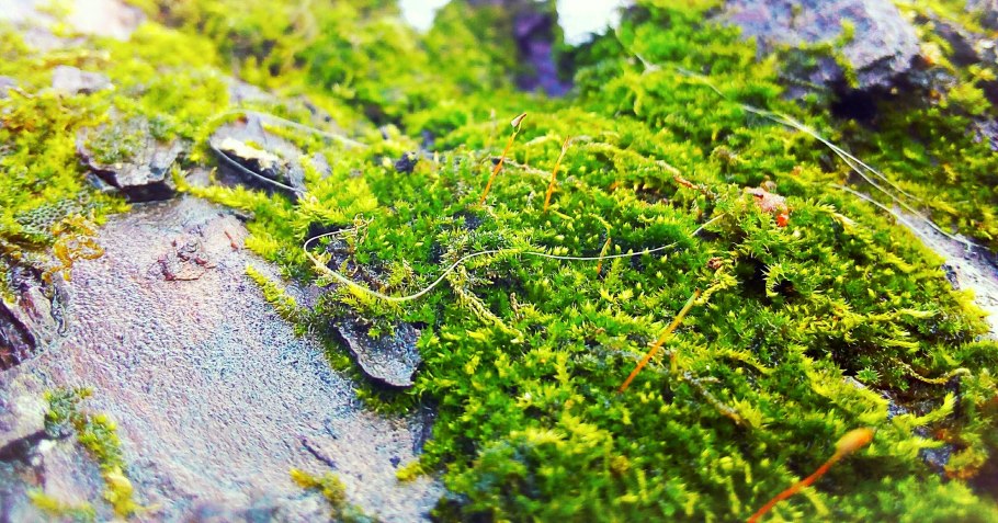 Торфяной мох сфагнум