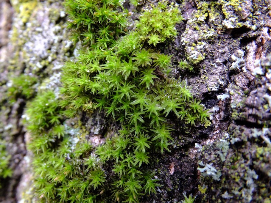 Мхи Донецкой области