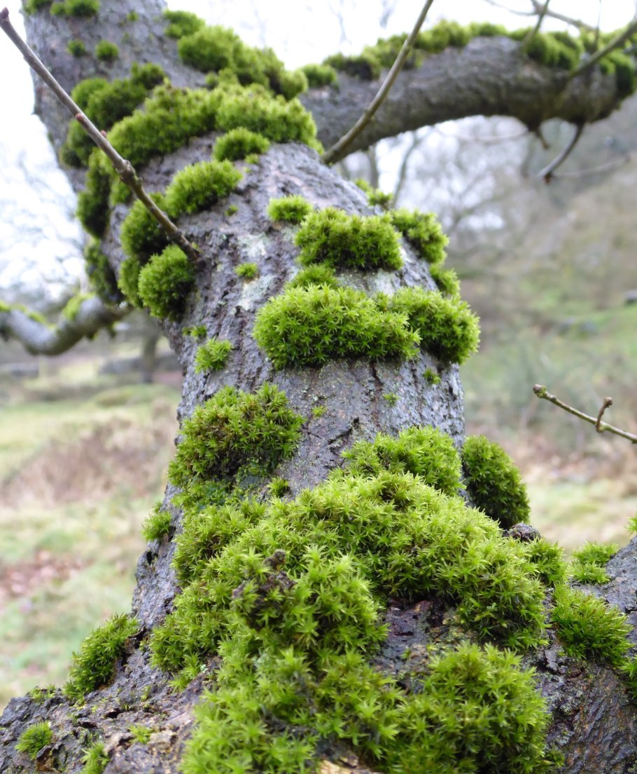 Лишайник Айкон