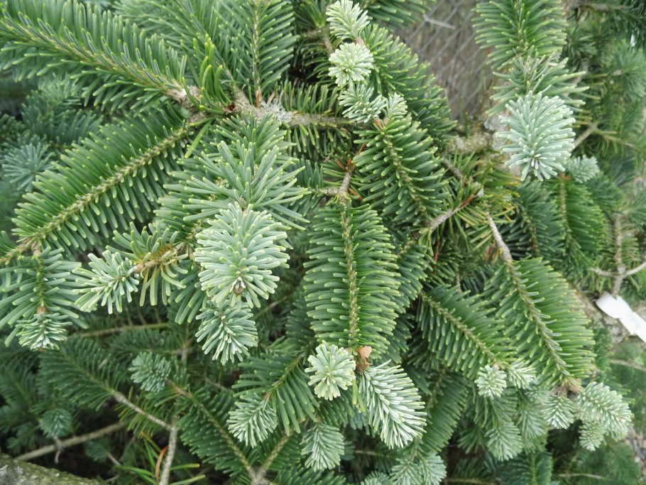 Пихта великолепная Сибирская