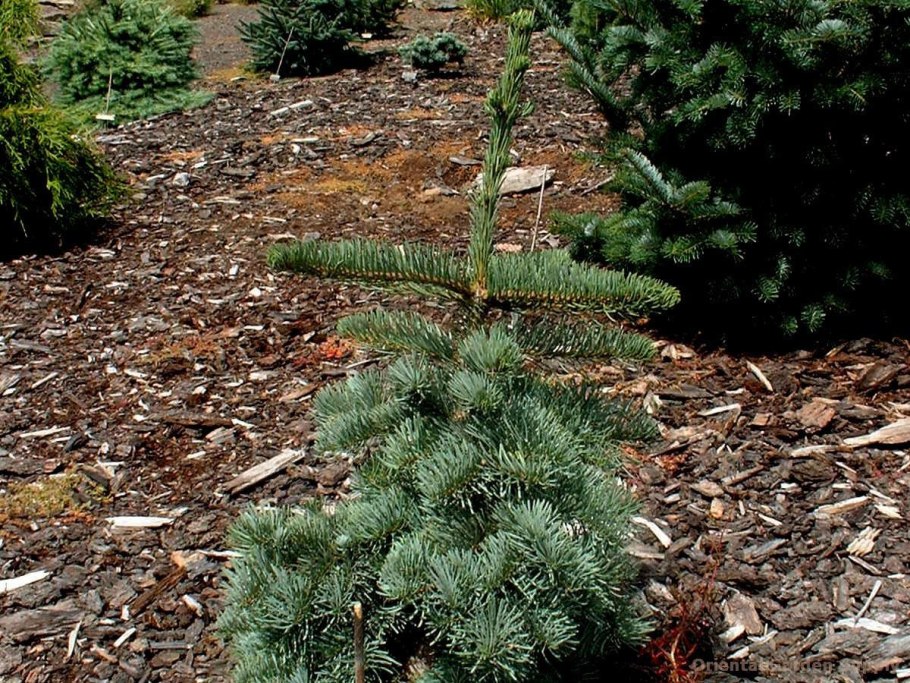 Пихта бальзамическая Abies concolor