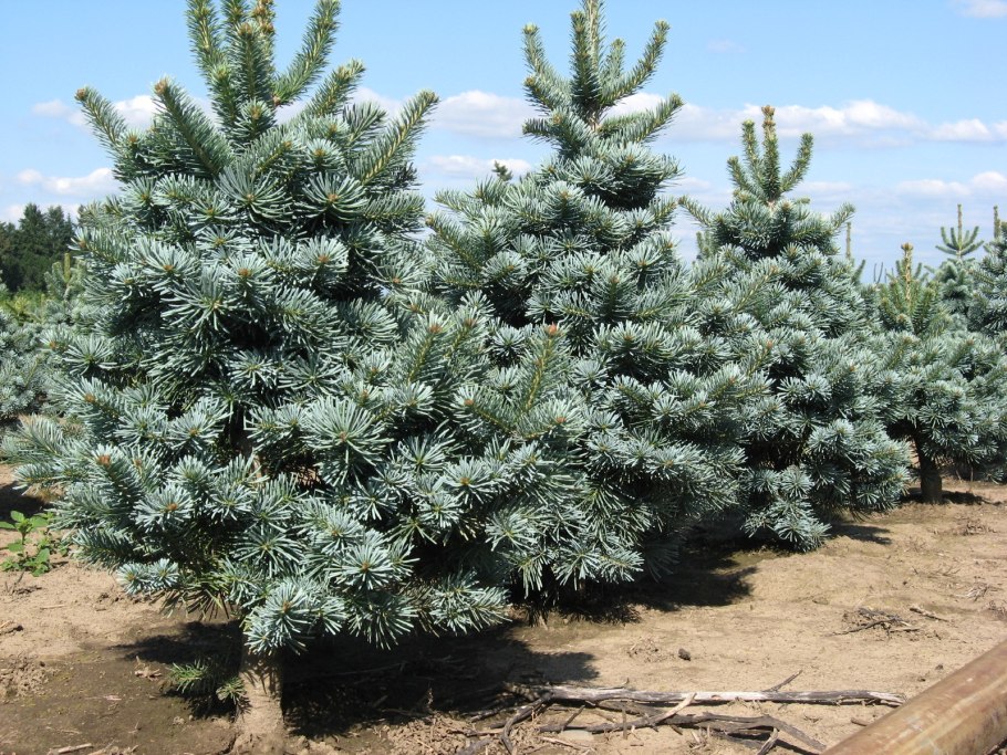 Пихта одноцветная Сильвер Блю