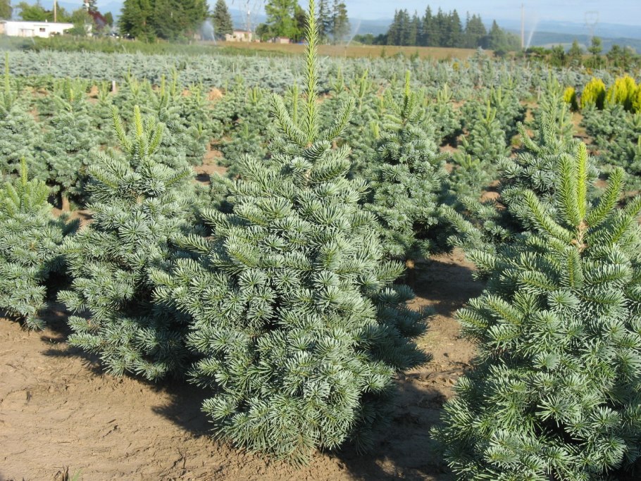 Пихта одноцветная Блю клок