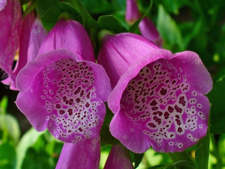Чина (Lathyrus)
