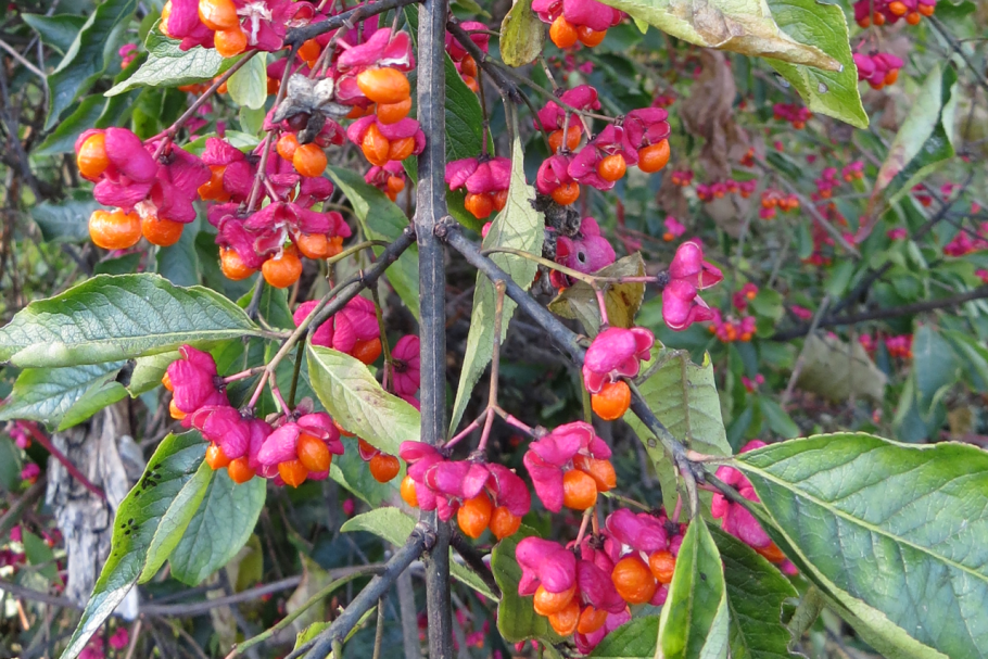 Цветок мадагаскарского баобаба