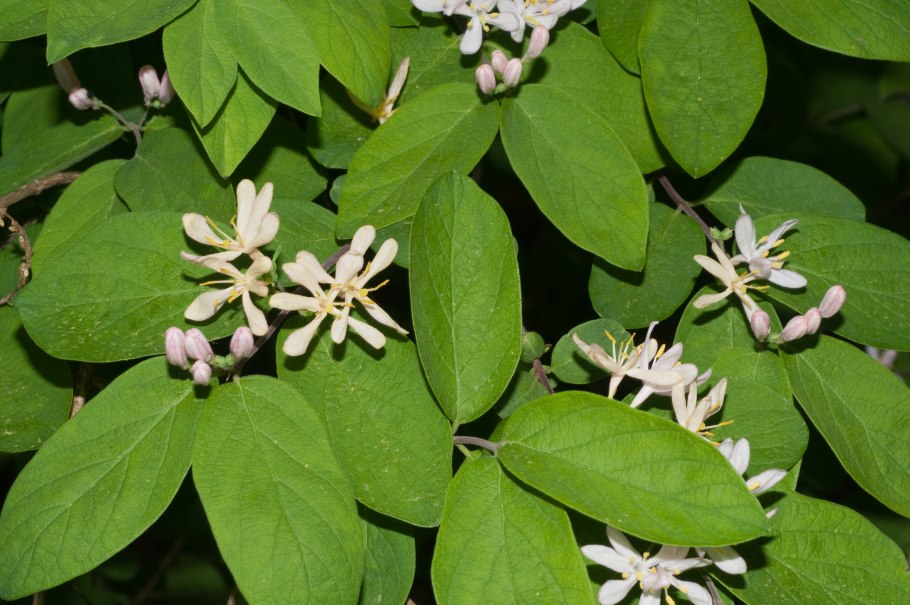 Lagerstroemia speciosa