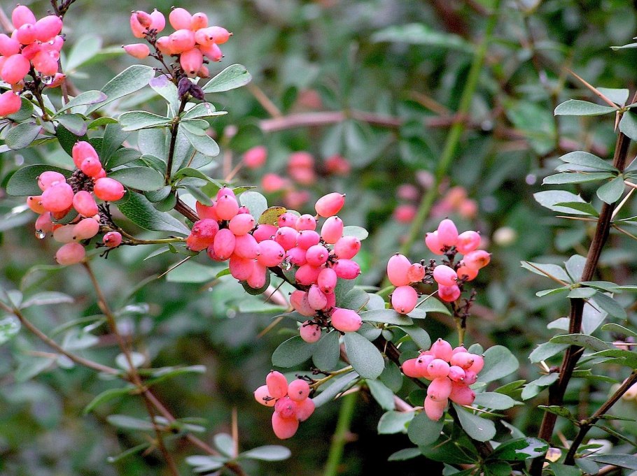 Наперстянка пурпурная (purpurea)