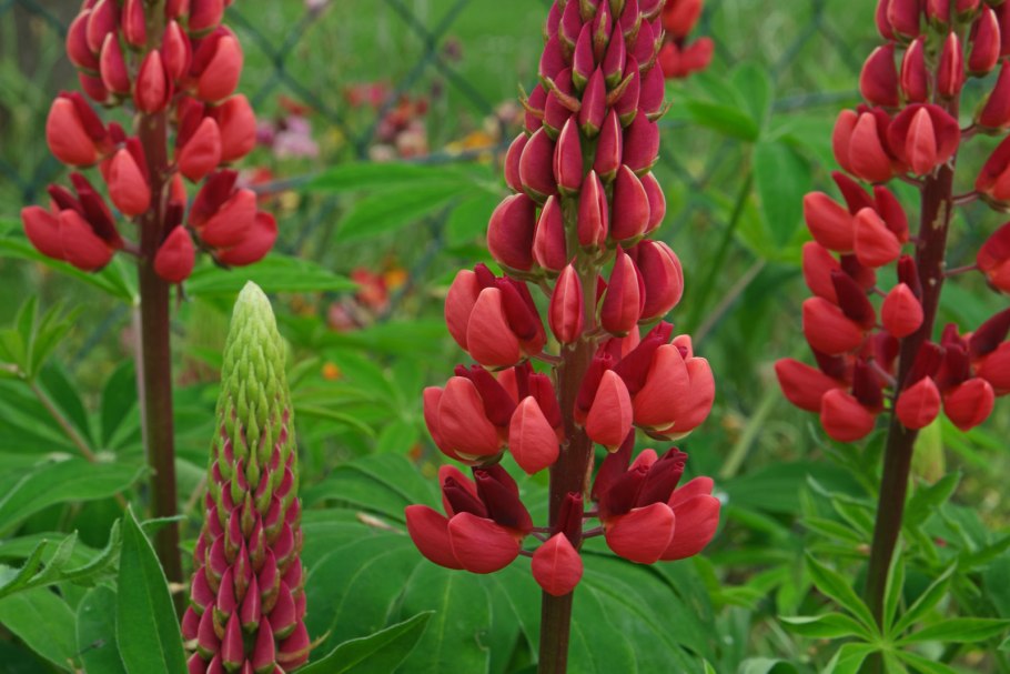 Ясменник подмаренник душистый