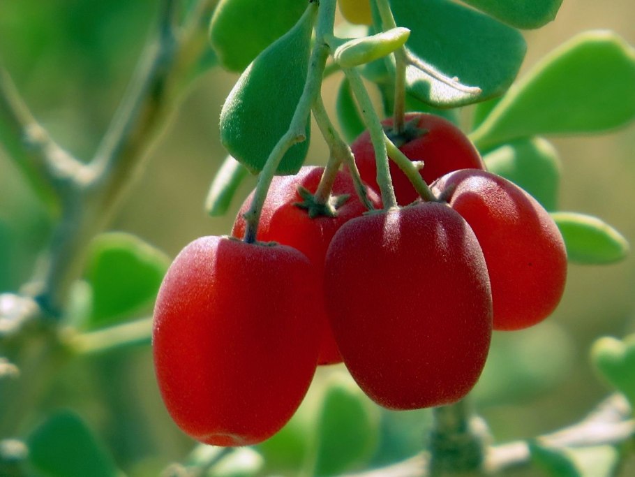 Селитрянка растение