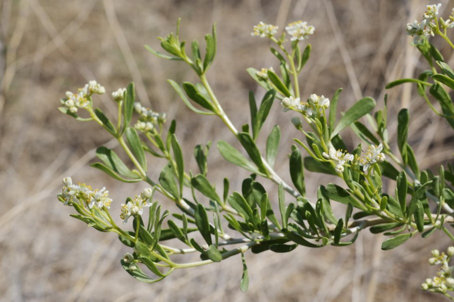 Nitraria schoberi