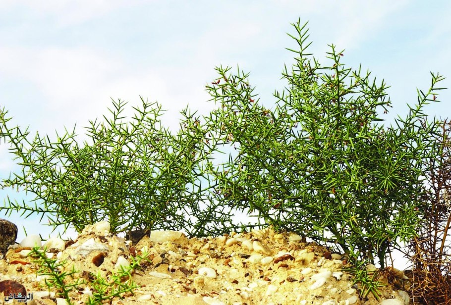 Селитрянка Шобера (Nitraria schoberi)
