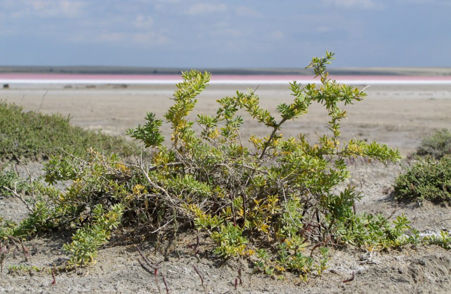 Селитрянка нарисовать