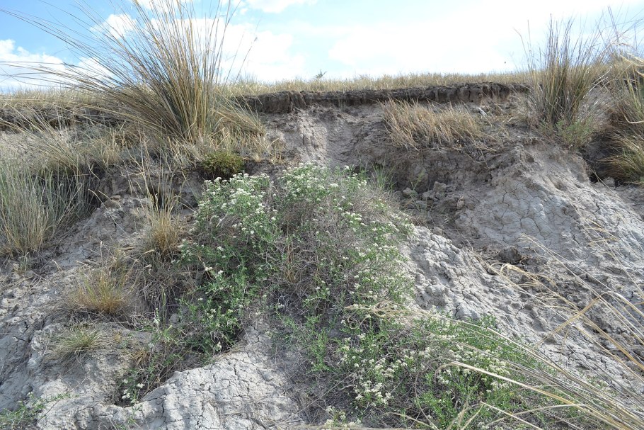 Lagonychium farcatum