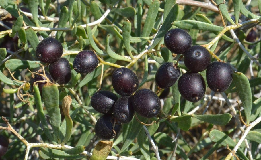 Nitraria retusa