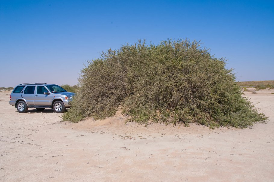 Селитрянка Комарова