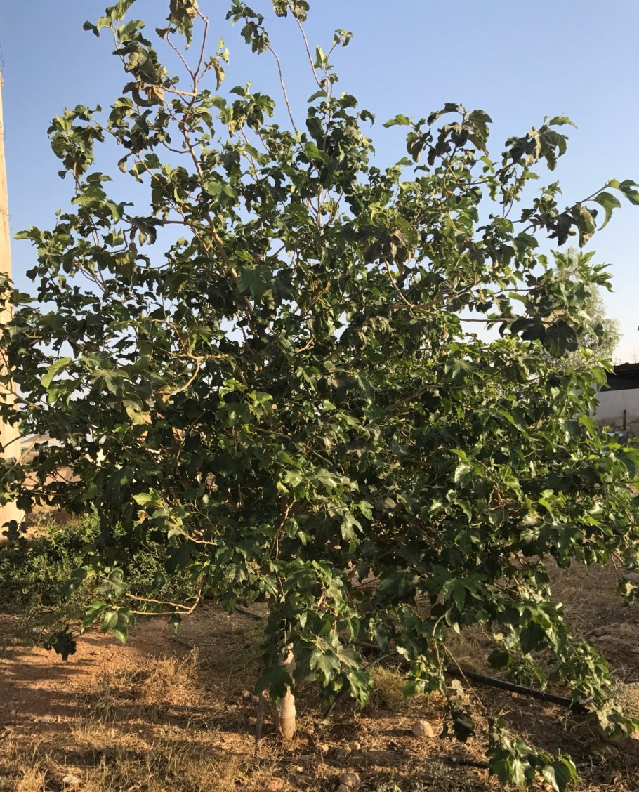 Селитрянка дерево