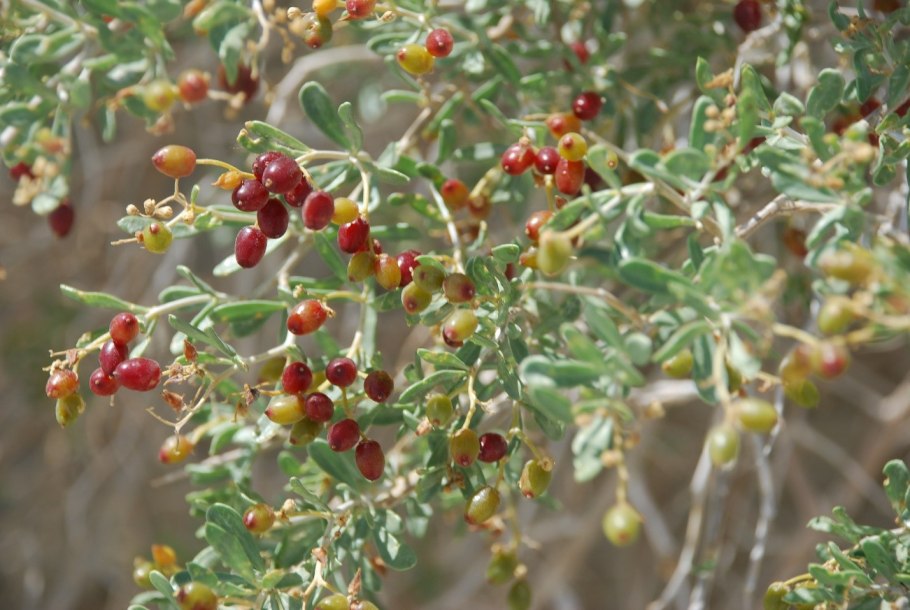 Кустарник Дереза Дикая