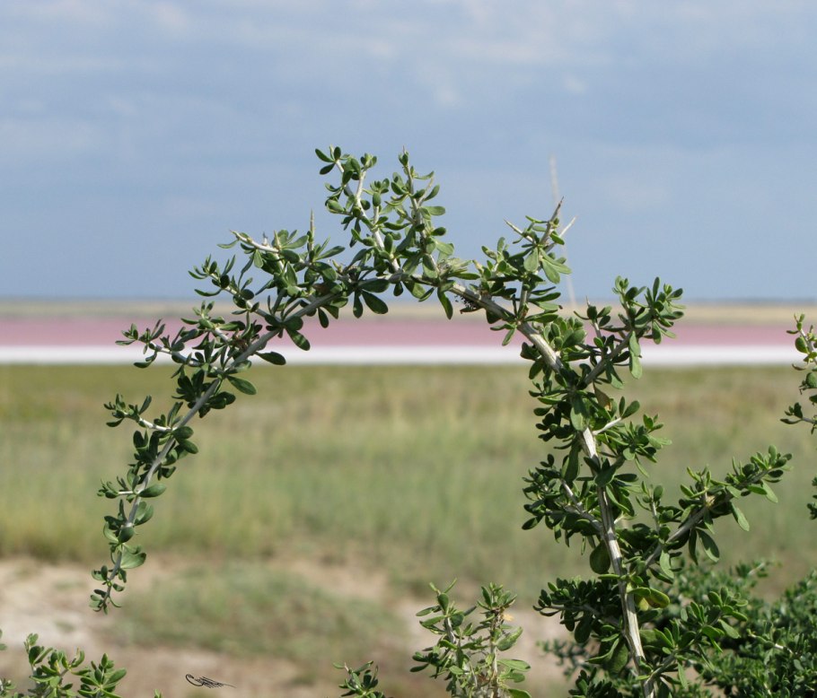 Семетрянкаа Сибирская