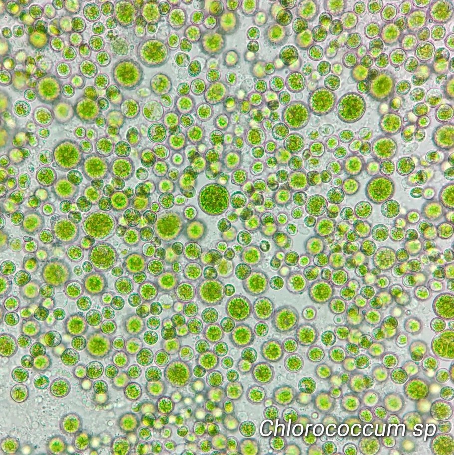 Chlorophyceae представители